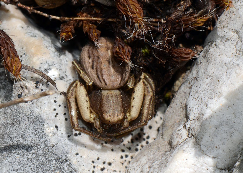 Xysticus sp. - Campo Felice (AQ)